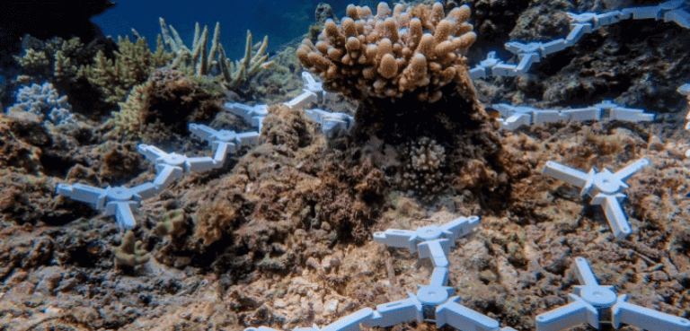Restoring the Reef: A Breakthrough in Coral Conservation