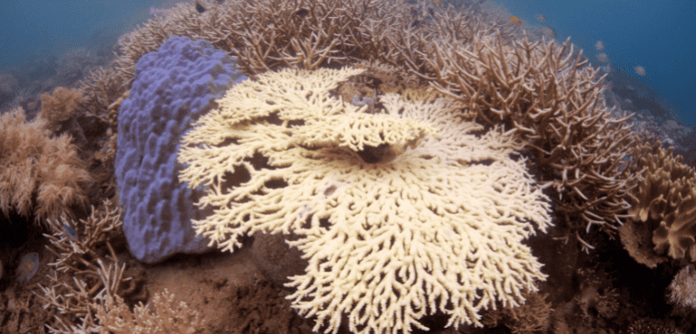 Coral Bleaching Strikes Keppel Islands: A Concern for Australia's Iconic Great Barrier Reef