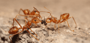 World's Largest Yellow Crazy Ant Eradication: A Triumph in the Wet Tropics