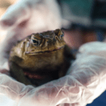 © Veronica Joseph / WWF-Australia