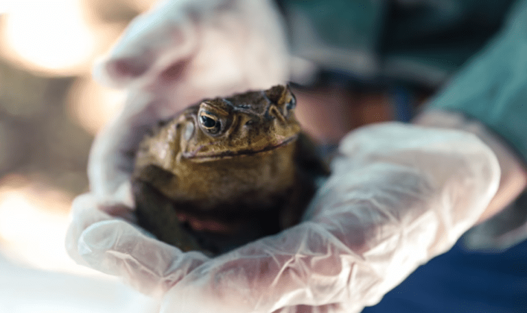 © Veronica Joseph / WWF-Australia