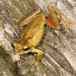 Litoria corbeni/ Photo by Conrad Hoskin