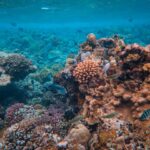 https://www.pexels.com/photo/coral-reef-and-fish-on-seabed-17668215/