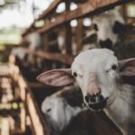 Photo by Andrian Nugroho from Pexels: https://www.pexels.com/photo/goats-looking-through-wooden-fence-6724029/