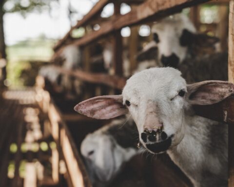 Photo by Andrian Nugroho from Pexels: https://www.pexels.com/photo/goats-looking-through-wooden-fence-6724029/