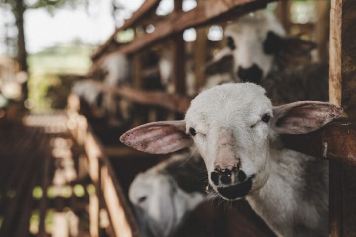 Photo by Andrian Nugroho from Pexels: https://www.pexels.com/photo/goats-looking-through-wooden-fence-6724029/
