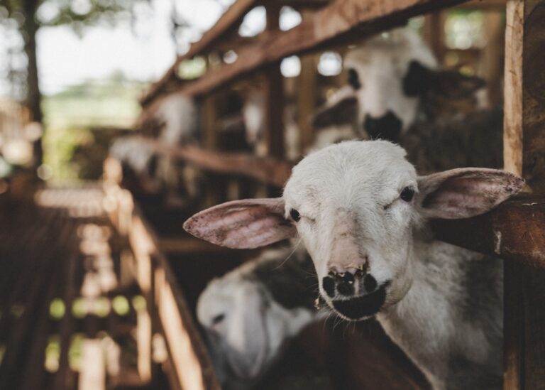 Photo by Andrian Nugroho from Pexels: https://www.pexels.com/photo/goats-looking-through-wooden-fence-6724029/